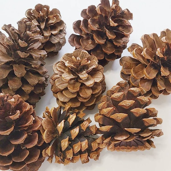 2ct Pine Cone, Deodar Cedar Cones, Wreaths Crafts Potpourri Hobby Ornament Natural decor Florist supplies Terrarium, holiday pinecone