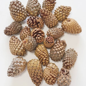 May include: A collection of brown pine cones of various sizes and shapes. The cones are arranged in a random pattern on a white surface.