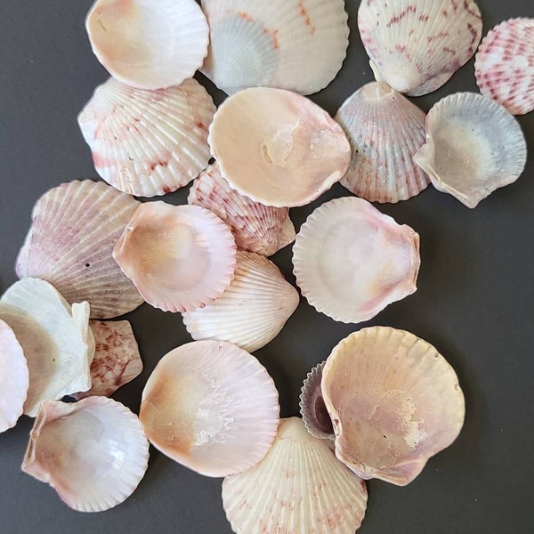 Natural Seashells, Calico Scallop Natural Shells, Craft Seashells,, Shells For Art, Seashells for Jewelry, Red or Black shells