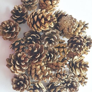 May include: A collection of brown pine cones of various sizes and shapes. The cones are arranged in a cluster on a white background.