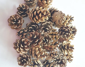 5ct Shortleaf Pine Cone, Deodar Cedar Cones, Wreaths Crafts Potpourri Hobby Ornament Natural decor Florist supplies Terrarium