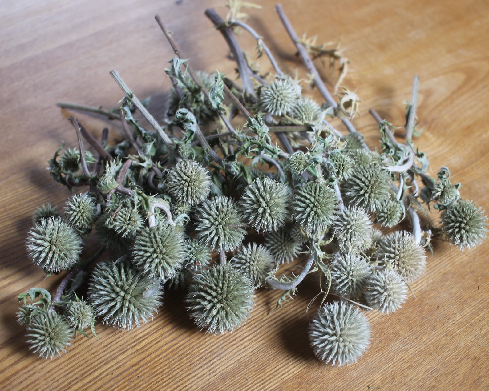 Ball thistles natural Echinops dried dried flowers Etsy