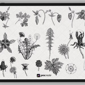 Sunflower Procreate Stamps | Procreate Flower Brushes | Procreate ...