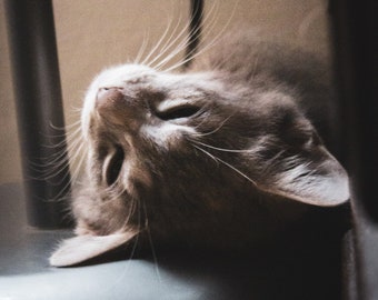 Sleepy Jubi | Digital Download |  | Home Décor | Wall Art | Printable Digital Photography | Lifestyle | Cat Photography
