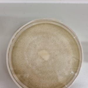 Peut inclure: Une boîte de Pétri avec une croissance circulaire blanche au centre et un fond beige clair.