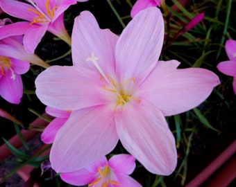 10x Bulbos de flor de mayo / Flores de terciopelo rosa, planta perenne / Zephyranthes Rosea