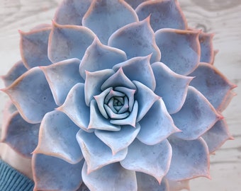 Echeveria Lucila - planta enraizada