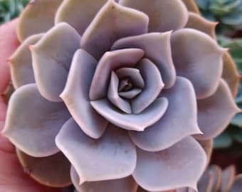 Graptoveria Demi Lune - planta suculenta híbrida - regalo de planta - regalo para mamá