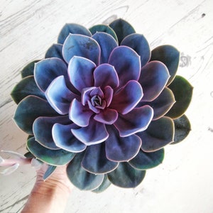 Echeveria PERLE VON NÜRNBERG, iniciadores de hojas suculentas