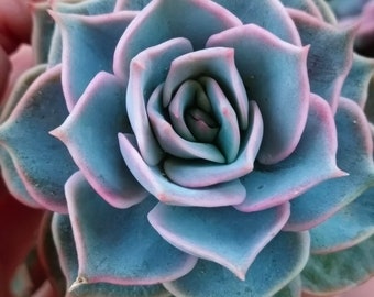 Echeveria Lotus - planta enraizada