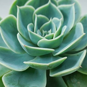 ECHEVERIA GLAUCA 'Blue Rose' - planta suculenta enraizada - regalo perfecto para ella