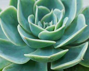 ECHEVERIA GLAUCA 'Blue Rose' - planta suculenta enraizada - regalo perfecto para ella