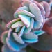 see more listings in the SUCCULENT ROOTED PLANT section