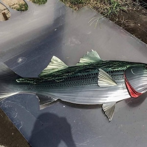 May include: A metal sculpture of a striped bass fish with green and silver paint. The fish is posed with its mouth open and has a red stripe on its side.