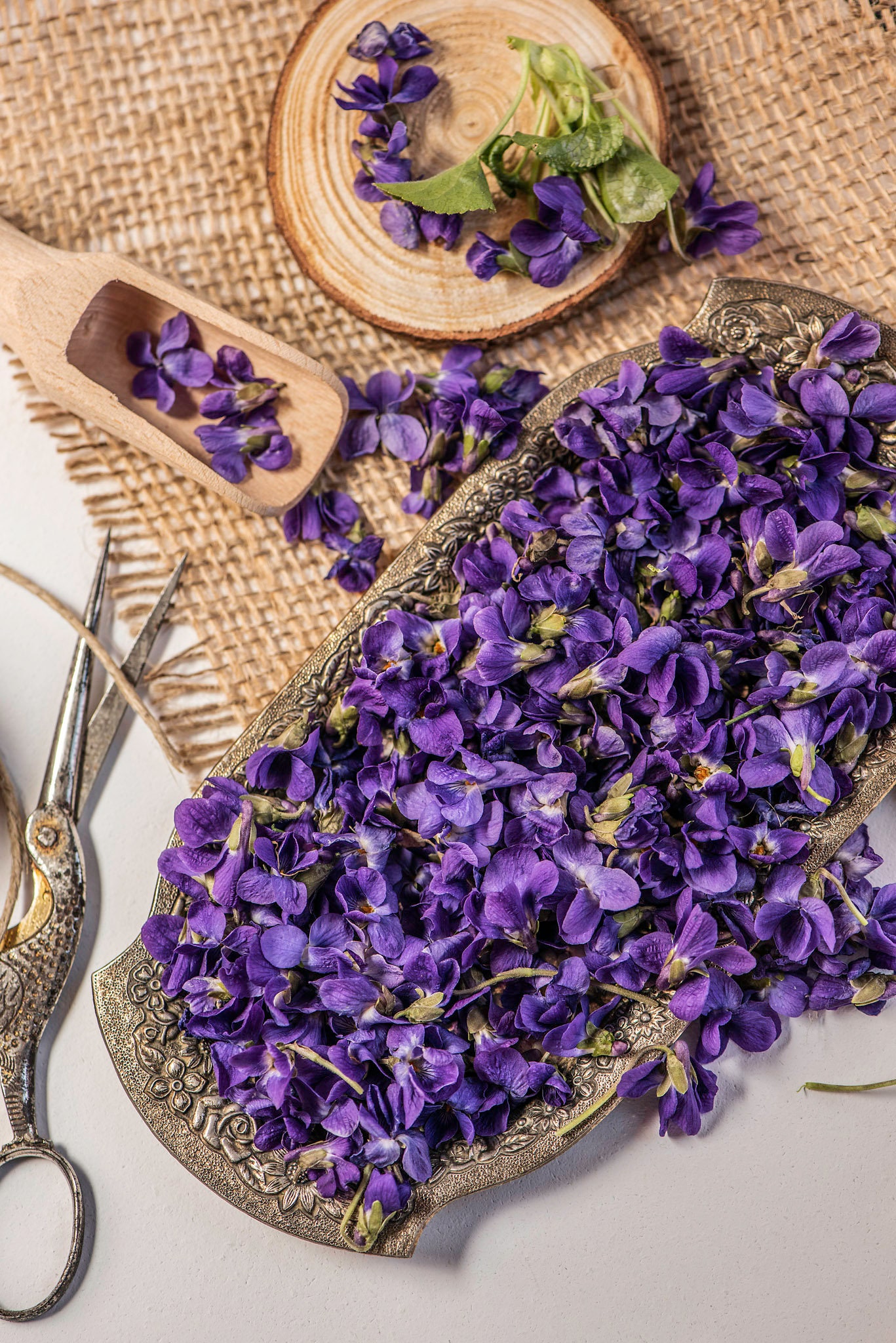 Sweet Wood Violet Viola Violetta Odorata Dried Flowers for Etsy