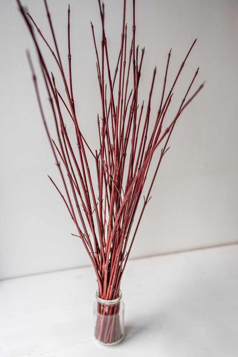 Red Dogwood Stems branches Twigs for Home Decor and Crafts Etsy