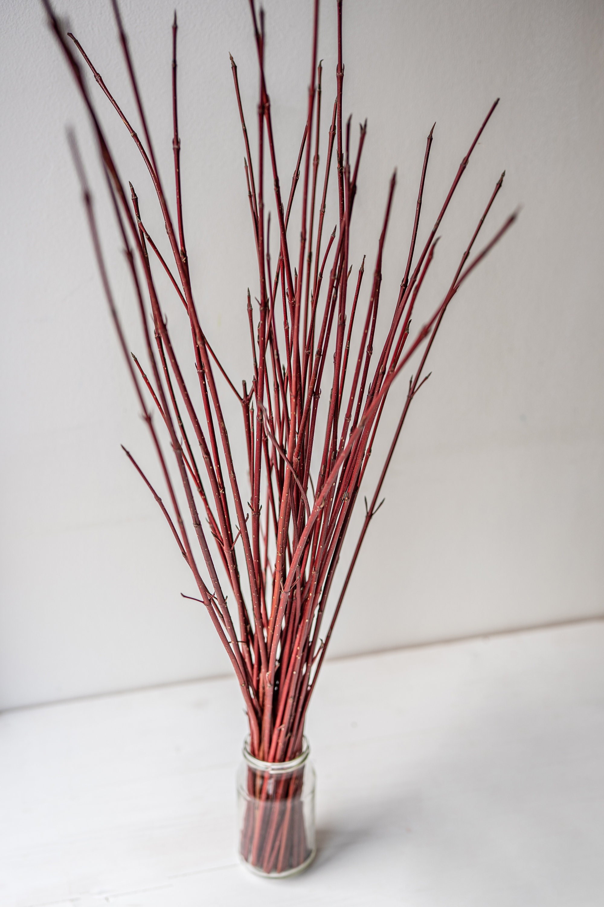 Red Dogwood Stems branches Twigs for Home Decor and Crafts Etsy