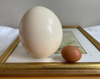 卸売 10個 南アフリカ産 ダチョウ卵 XLサイズ 吹きガラス 最高級 自然