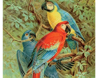 Macaw Parrots in Trees Tropical Rain Forest Vintage Illustration, Painting, Wall Art, Printable, Clip Art, Collage, Scrapbooking