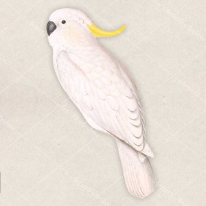 Cockatoo Clip Art, Illustration, Vintage, Painting, Collage, Scrapbooking Resource, Printable, Digital Download