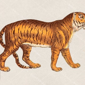Ilustração de clipart de tigre, vintage, pintura, colagem, recurso de scrapbooking, para impressão, download digital