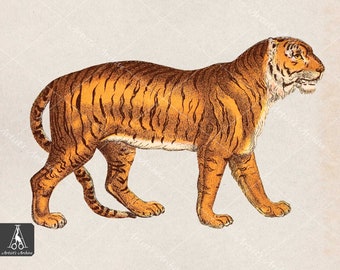 Tiger Clip Art Illustration, Vintage, Painting, Collage, Scrapbooking Resource, Printable, Digital Download