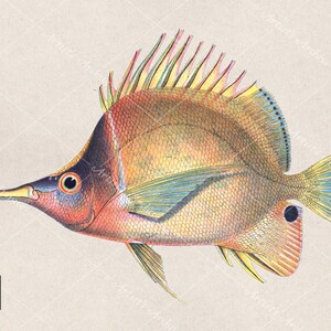 Rainbow Angelfish Illustration Vintage Clip Art, Illustration, Painting, Collage, Scrapbooking Resource, Printable
