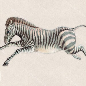 Zebra Clip Art Illustration, Vintage, Painting, Collage, Scrapbooking Resource, Printable, Digital Download