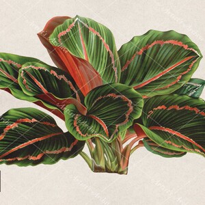 Tropical House Plant Illustration, Clip Art, Collage, Botanical, Vintage, Collage Resource, Maranta, Calathea, Printable