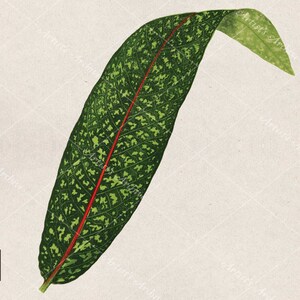 Tropical Leaf Illustration, Clip Art, Collage, Botanical, Vintage, Scrapbooking Resource, Printable