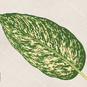 Tropical Variegated Leaf Illustration, Clip Art, Collage, Botanical, Vintage, Scrapbooking Resource, Printable