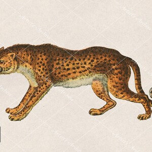 Leopard Clip Art Illustration, Vintage, Painting, Collage, Scrapbooking Resource, Printable, Digital Download