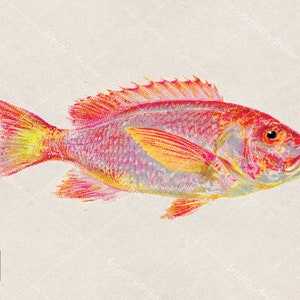 Red Snapper Fish Illustration Vintage Clip Art, Painting, Collage, Scrapbooking Resource, Printable