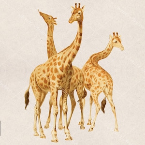 Ilustração de clipart de girafas, vintage, pintura, colagem, recurso de scrapbooking, para impressão, download digital