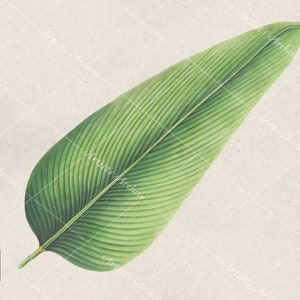 Green Leaf Illustration, Clip Art, Foliage, Collage, Botanical, Vintage, Scrapbooking Resource, Printable