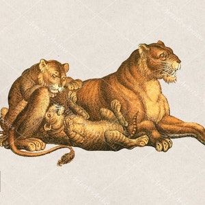 Lion with Cubs Illustration, Vintage, Painting, Collage, Scrapbooking Resource, Printable, Digital Download