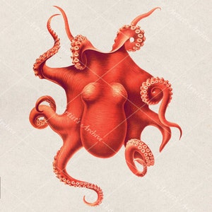 Octopus Vintage Clip Art, Illustration, Painting, Collage, Scrapbooking Resource, Printable, Digital Download