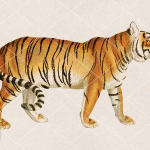 Tiger Clip Art Illustration, Vintage, Painting, Collage, Scrapbooking Resource, Printable, Digital Download