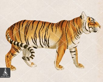 Tiger Clip Art Illustration, Vintage, Painting, Collage, Scrapbooking Resource, Printable, Digital Download