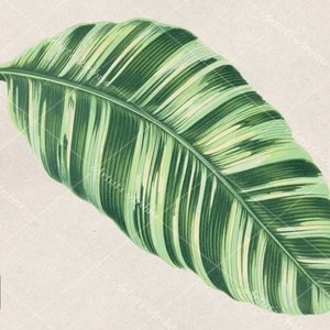 Bunte Banane Blatt Illustration, Laub, ClipArt, Collage, botanische, Vintage, Scrapbooking Ressource, druckbare