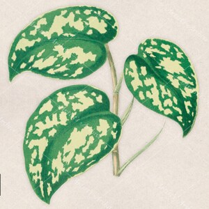 May include: A close-up of a green and white variegated plant with three leaves. The leaves have a mottled pattern of green and white.