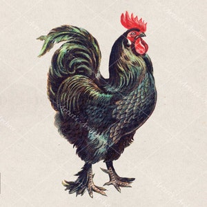 Black Rooster Vintage Clip Art, ilustração, pintura, colagem, recurso de scrapbooking, para impressão, download digital