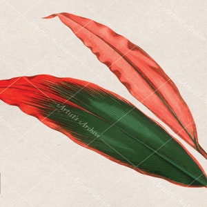 Tropical Red and Green Leaves Illustration, Clip Art, Collage, Botanical, Vintage, Scrapbooking Resource, Printable
