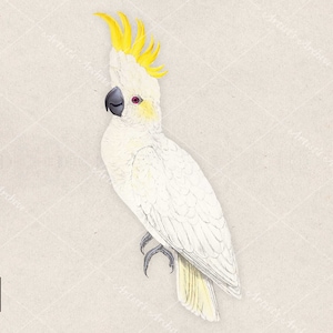 Clip art de cacatua, ilustração, vintage, pintura, colagem, recurso de scrapbooking, para impressão, download digital
