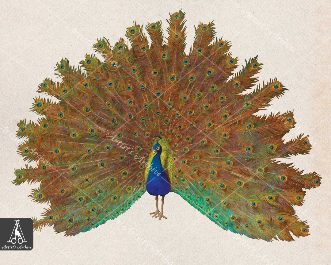 Peacock Vintage Clip Art Illustration, Painting, Collage, Scrapbooking ...