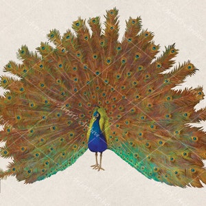 Peacock Vintage Clip Art ilustração, pintura, colagem, recurso de scrapbooking, para impressão, download digital