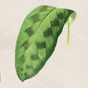 Tropical Green Leaf Illustration, Clip Art, Collage, Botanical, Vintage, Scrapbooking Resource, Printable