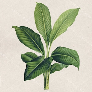 Tropische grüne Banane Baum Illustration, Blätter, ClipArt, Collage, botanische, Vintage, Scrapbooking Ressource, druckbare