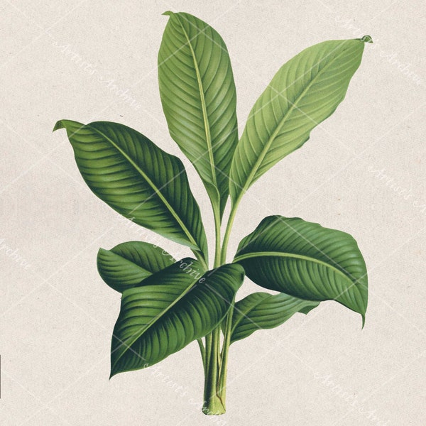 Tropical Green Banana Tree Illustration, Leaves, Clip Art, Collage, Botanical, Vintage, Scrapbooking Resource, Printable
