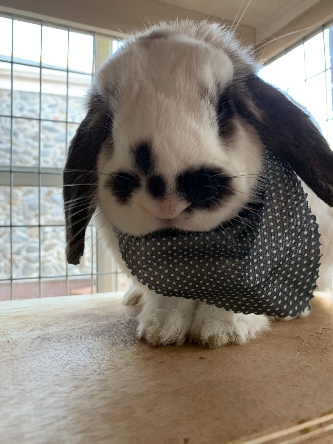 Bunny Bandanas 7 Pack Etsy